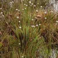 Eriocaulon brownianum Mart.